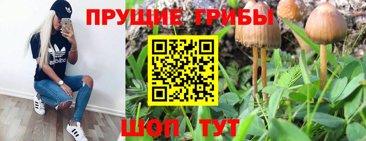 Галлюциногенные грибы прущие грибы  Галлюциногенные грибы прущие грибы  Вход с VPN  Кохма 